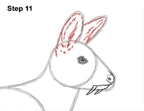 How to Draw a Siberian Musk Deer Fangs Teeth 11