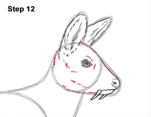 How to Draw a Siberian Musk Deer Fangs Teeth 12