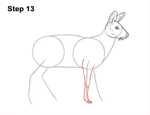 How to Draw a Siberian Musk Deer Fangs Teeth 13