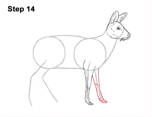 How to Draw a Siberian Musk Deer Fangs Teeth 14