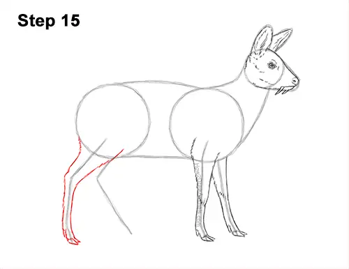 How to Draw a Siberian Musk Deer Fangs Teeth 15