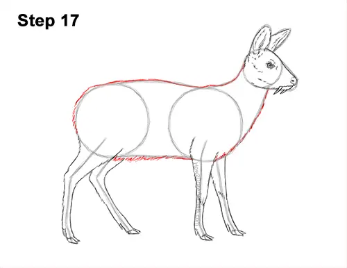 How to Draw a Siberian Musk Deer Fangs Teeth 17