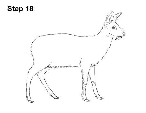 How to Draw a Siberian Musk Deer Fangs Teeth 18