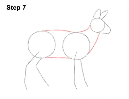 How to Draw a Siberian Musk Deer Fangs Teeth 7