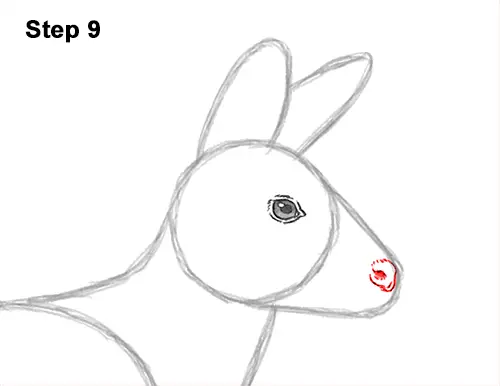 How to Draw a Siberian Musk Deer Fangs Teeth 9