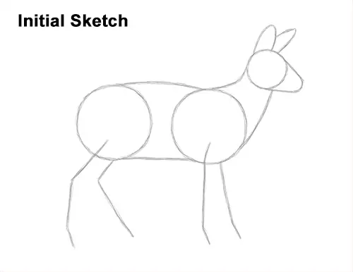 How to Draw a Siberian Musk Deer Fangs Teeth Guides Lines