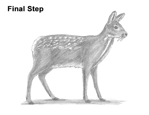 How to Draw a Siberian Musk Deer Fangs Teeth