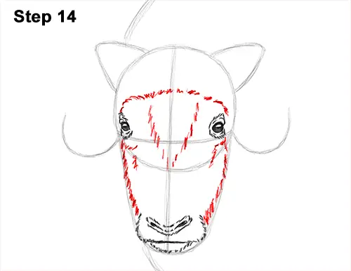 How to Draw Musk Ox Standing Horns 14
