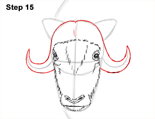 How to Draw Musk Ox Standing Horns 15