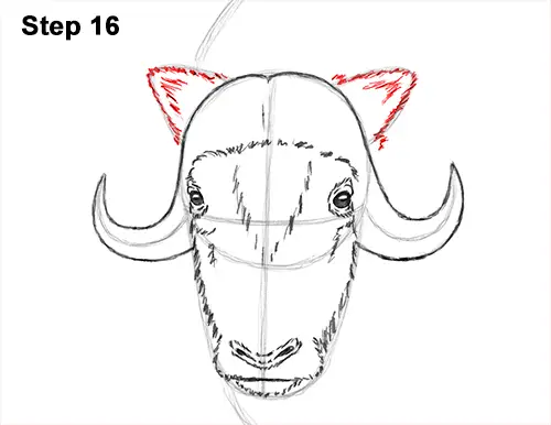 How to Draw Musk Ox Standing Horns 16