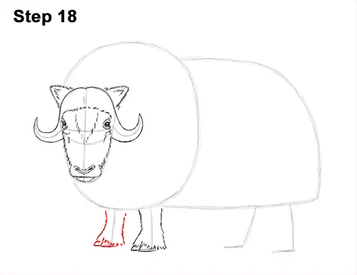 How to Draw Musk Ox Standing Horns 18