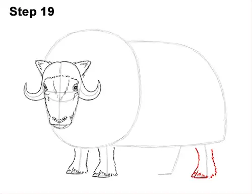 How to Draw Musk Ox Standing Horns 19