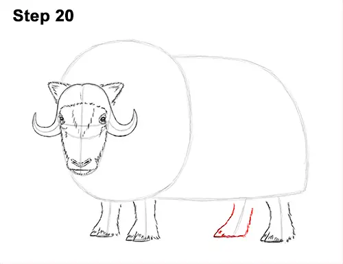 How to Draw Musk Ox Standing Horns 20