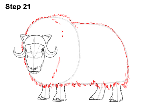 How to Draw Musk Ox Standing Horns 21
