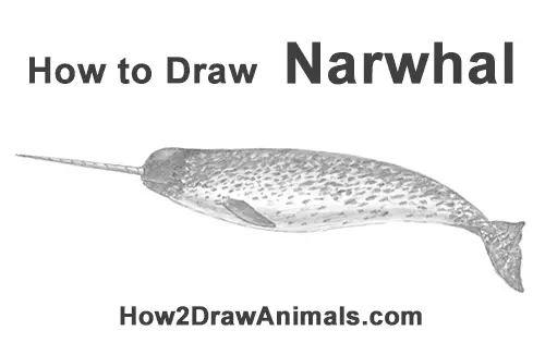 How to Draw a Narwhal