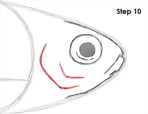 Draw Neon Tetra Fish 10