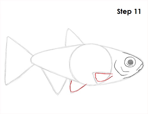 Draw Neon Tetra Fish 11