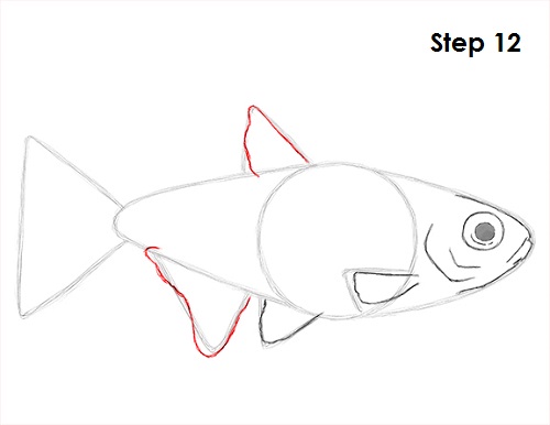 Draw Neon Tetra Fish 12