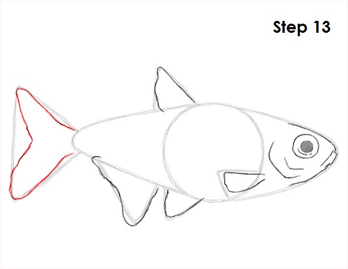 Draw Neon Tetra Fish 13