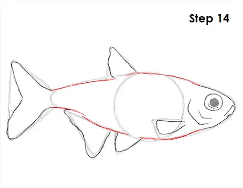 Draw Neon Tetra Fish 14