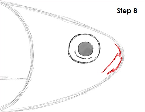 Draw Neon Tetra Fish 8