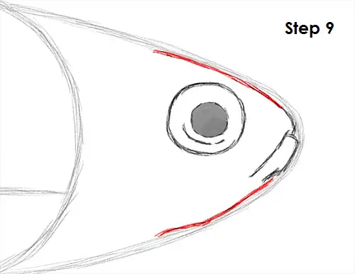Draw Neon Tetra Fish 9