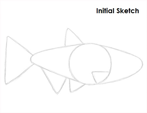 Draw Neon Tetra Fish Sketch