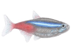 How to Draw a Neon Tetra Fish