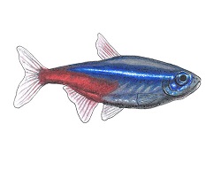 How to Draw a Neon Tetra Fish Color Side View