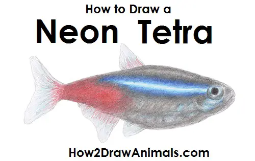 How to Draw a Neon Tetra Fish Color Side View