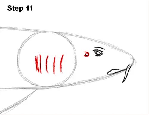 How to Draw a Nurse Shark 11