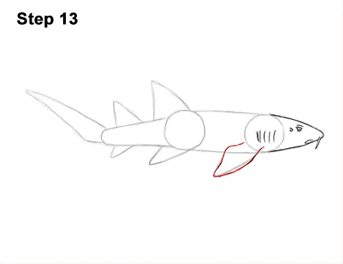 How to Draw a Nurse Shark 13
