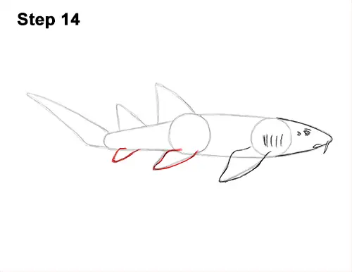 How to Draw a Nurse Shark 14