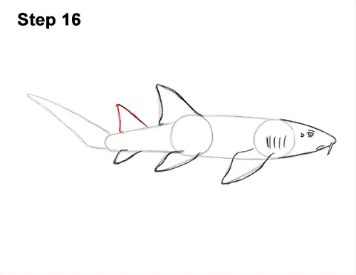 How to Draw a Nurse Shark 16