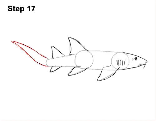 How to Draw a Nurse Shark VIDEO & Step-by-Step Pictures