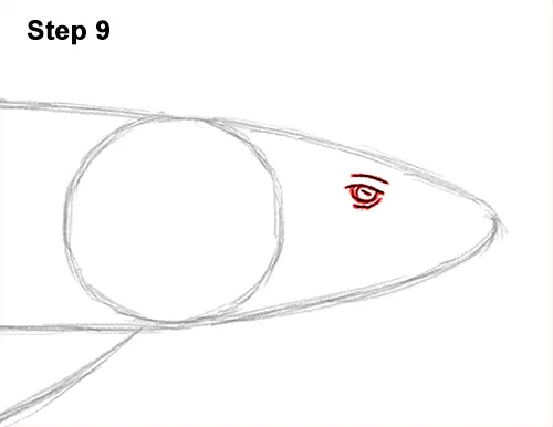 How to Draw a Nurse Shark 9