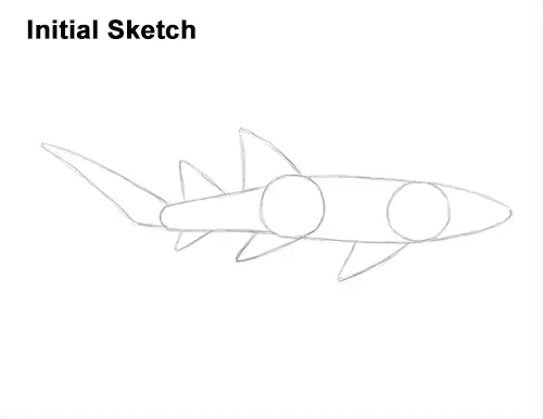How to Draw a Nurse Shark Guide Lines