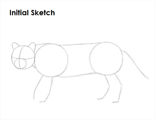 Draw Ocelot Sketch