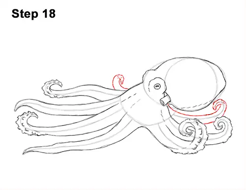 How to Draw an Octopus Swimming Tentacles 18