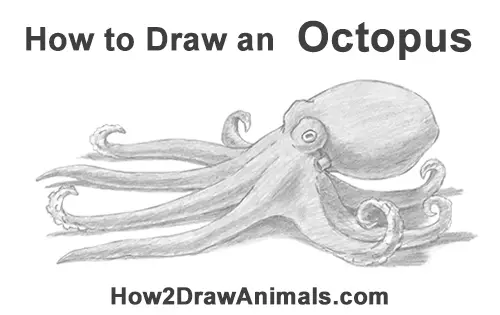 How to Draw Octopus: The Easy and Clear Guide for Drawing Octopuses  Step-by-Step Tutorial Book: Hopper, Andy: 9781688364837: Amazon.com: Books