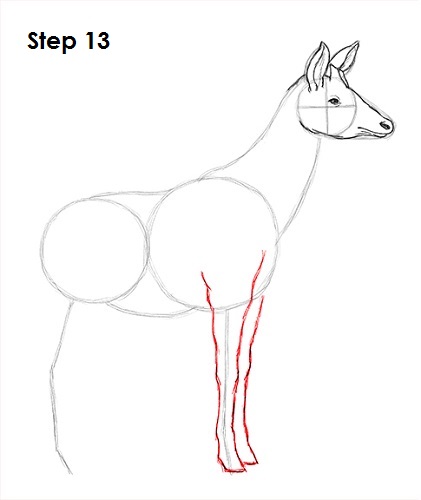 Draw Okapi 13