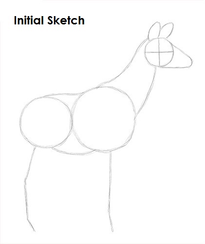 Draw Okapi Sketch