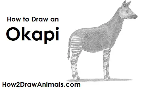 Draw Okapi