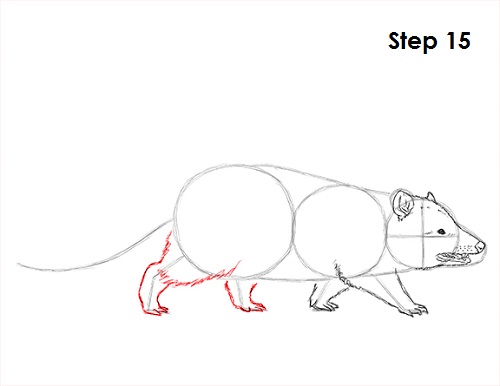 Draw Opossum 15