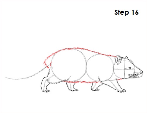 Draw Opossum 16