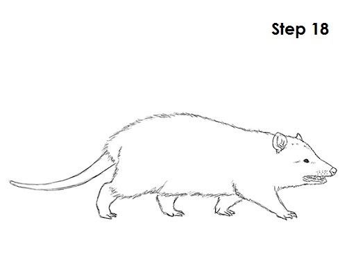 Draw Opossum 18