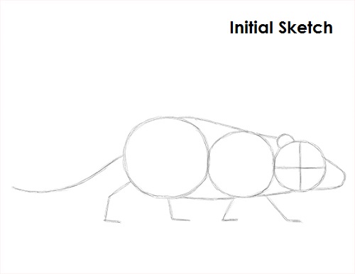 Draw Opossum Sketch