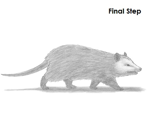 Draw Opossum Last