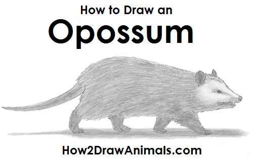 Draw Opossum