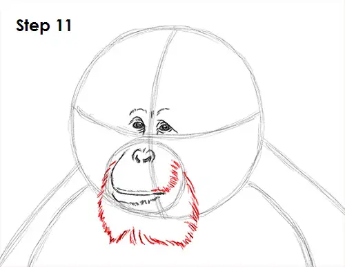 Draw Orangutan Ape 11